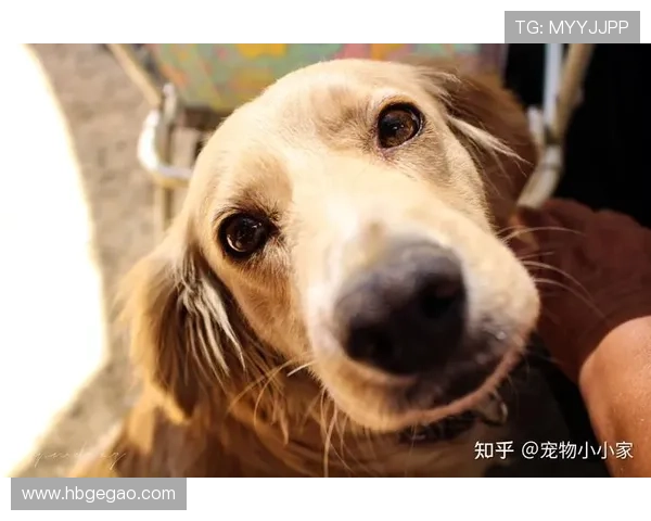 30000个日夜的守护!《一条狗的使命》狗狗对主人的终极告白 30000个日夜的守护!《一条狗的使命》狗狗对主人的终极告白